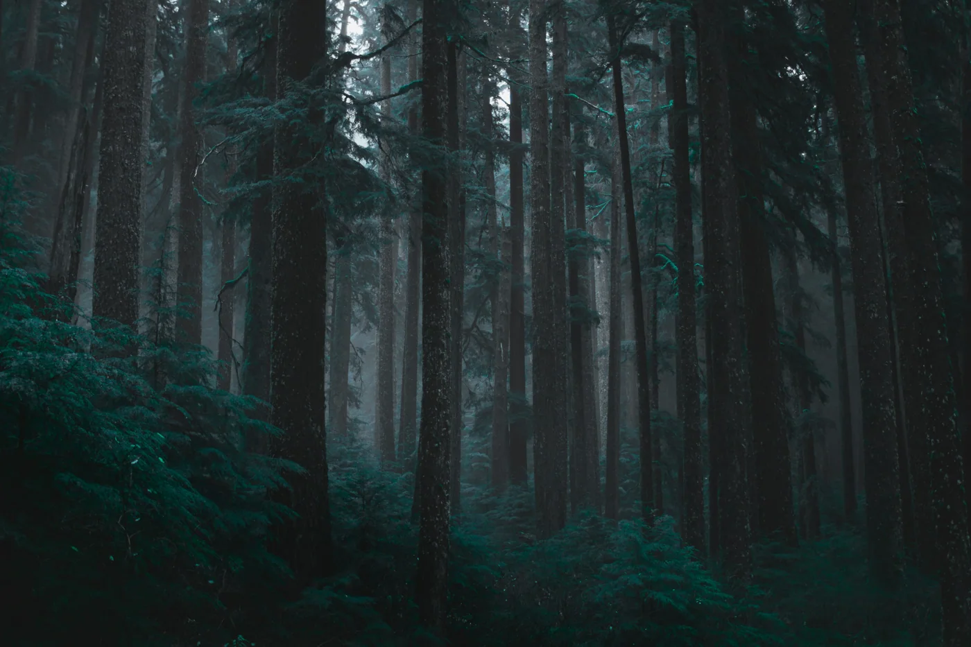 Tall evergreen trees in thick morning mist