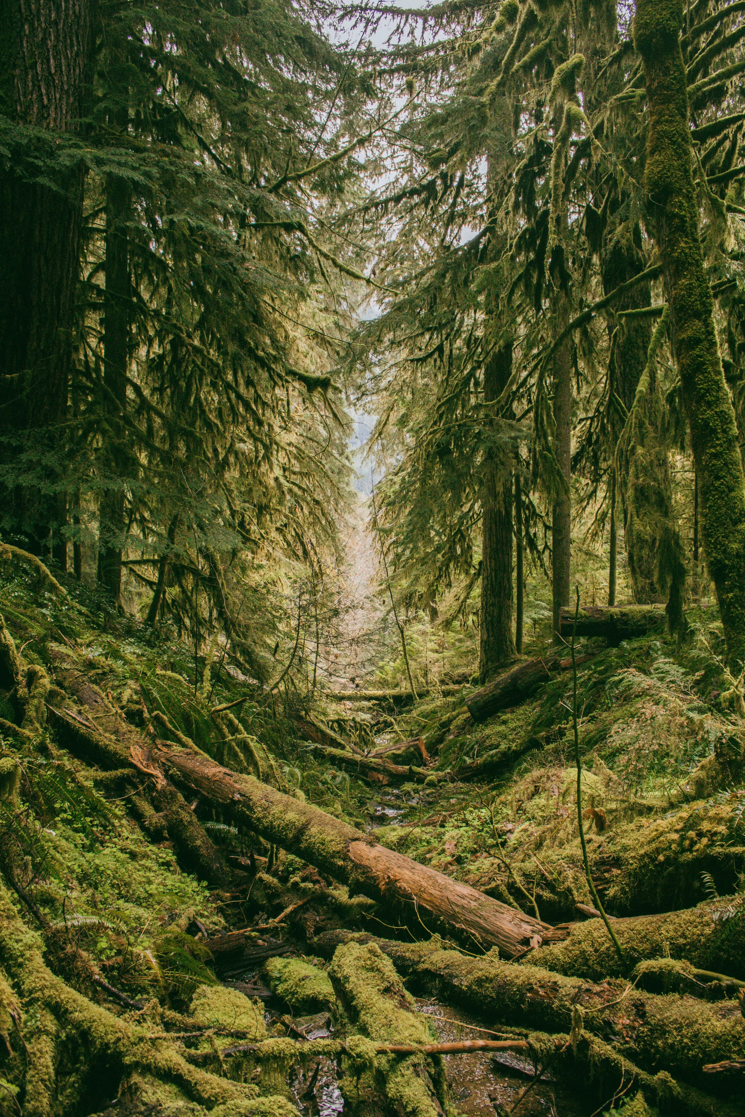 Moss-covered trees in an old forest