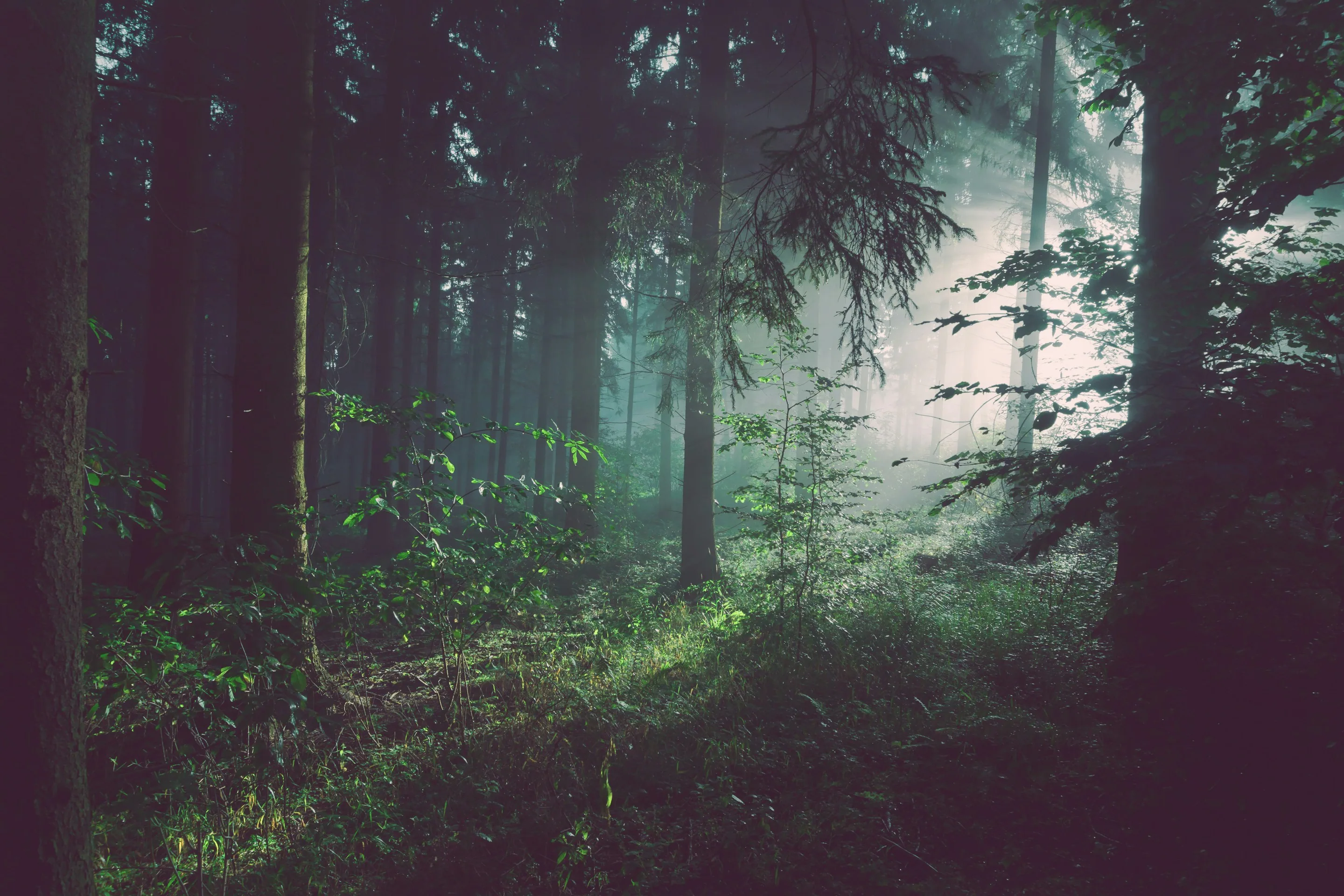 Sun rays falling through an old forest