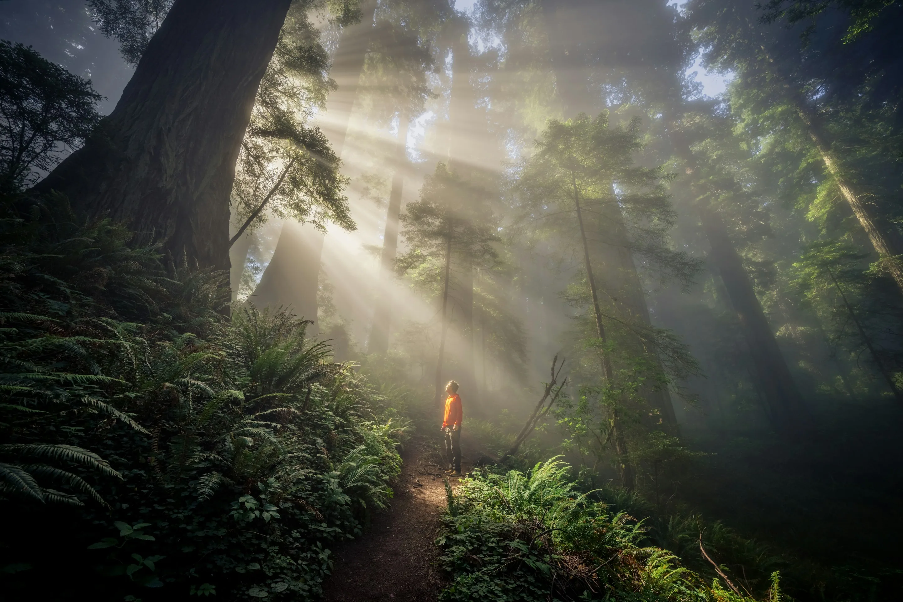 Sunbeams through a misty forest