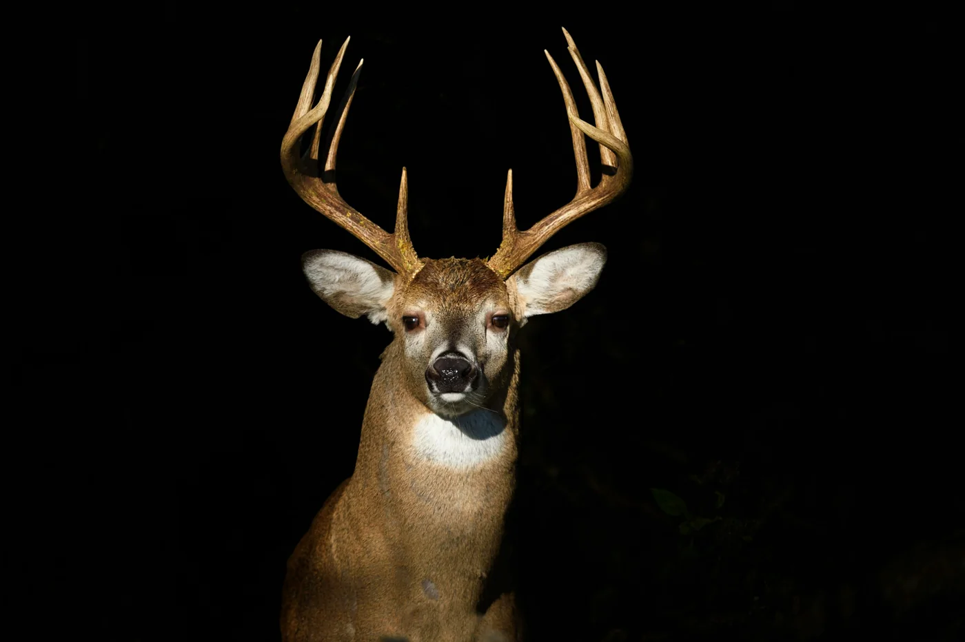 A deer emerging from darkness